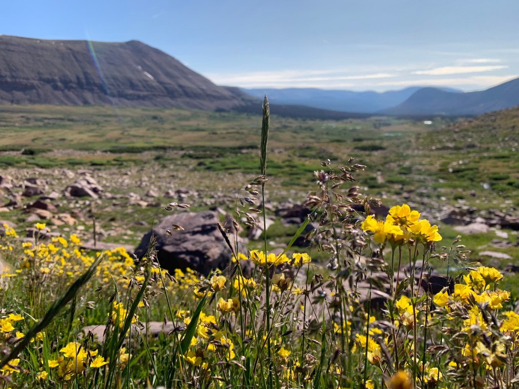 Flowers in the bowl under Kings Peak