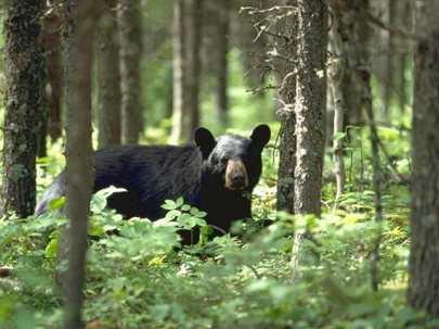 black_bear