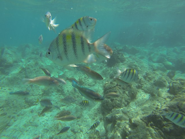 DCIM100GOPRO