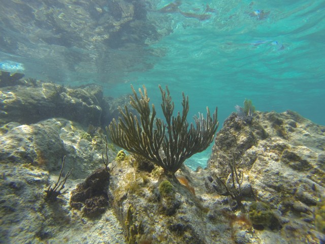 DCIM100GOPRO