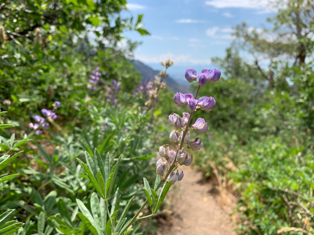 Wildflowers along the trail to the Second Hamongog
